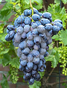 New harvest of blue, purple or red wine or table grape, bunch of ripe grapes on green grape plant background