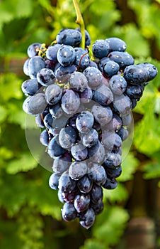 New harvest of blue, purple or red wine or table grape, bunch of ripe grapes on green grape plant background