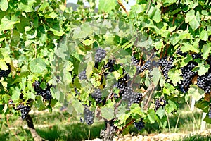 New harvest of blue, purple or red wine or table grape, hand holding bunch of ripe grape on green grape plant background