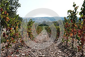 New harvest of blue, purple or red wine or table grape, hand holding bunch of ripe grape on green grape plant background