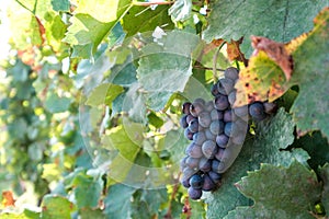 New harvest of blue, purple or red wine or table grape, hand holding bunch of ripe grape on green grape plant background