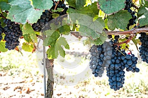 New harvest of blue, purple or red wine or table grape, hand holding bunch of ripe grape on green grape plant background