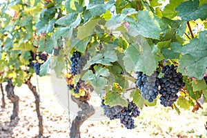 New harvest of blue, purple or red wine or table grape, hand holding bunch of ripe grape on green grape plant background