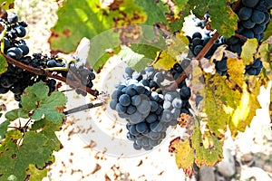 New harvest of blue, purple or red wine or table grape, hand holding bunch of ripe grape on green grape plant background