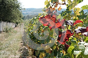 New harvest of blue, purple or red wine or table grape, hand holding bunch of ripe grape on green grape plant background