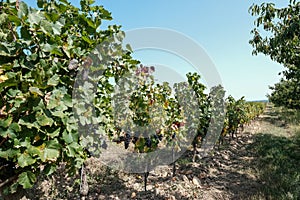 New harvest of blue, purple or red wine or table grape, hand holding bunch of ripe grape on green grape plant background