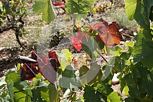 New harvest of blue, purple or red wine or table grape, hand holding bunch of ripe grape on green grape plant background