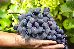 New harvest of blue, purple or red wine or table grape, hand holding bunch of ripe grapes on green grape plant background