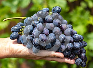 New harvest of blue, purple or red wine or table grape, hand holding bunch of ripe grapes on green grape plant background