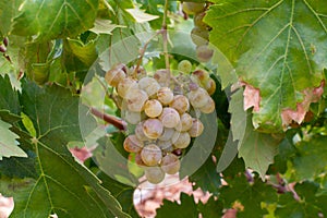 Nuevo cosecha de famoso dulce vino un grano de vino sobre el vinedos en región Andalucía, más cercano 