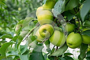 New harvest of healthy fruits, ripe sweet green apples growing on apple tree