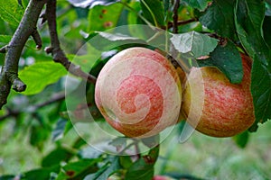 New harvest of healthy fruits, ripe sweet red apples growing on apple tree