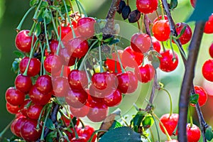 New harvest of Prunus cerasus sour cherry, tart cherry, or dwarf cherry in sunny garden