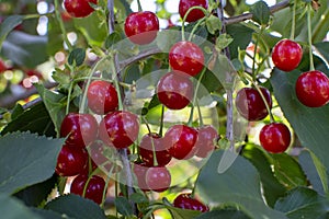 New harvest of Prunus cerasus sour cherry, tart cherry, or dwarf cherry in sunny garden