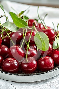 New harvest of red ripe juicy sour cherry or kriek berry