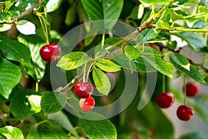 New harvest of red ripe sour kriek cherry