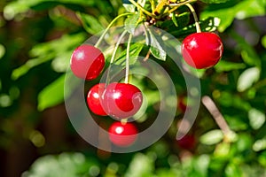 New harvest of red ripe sour kriek cherry