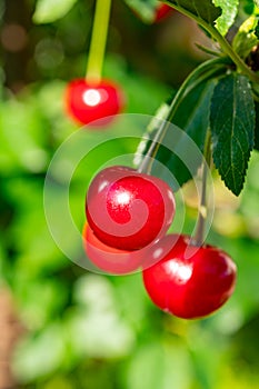 New harvest of red ripe sour kriek cherry