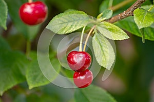 New harvest of red ripe sour kriek cherry