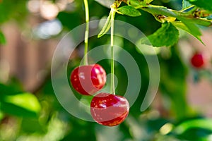 New harvest of red ripe sour kriek cherry