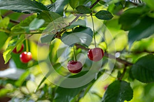 New harvest of red ripe sour kriek cherry