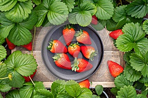 New harvest of ripe red sweet strawberry on farmer fiels and green leaves of strawberry plants top view