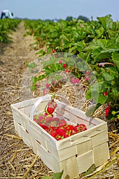 New harvest of sweet fresh outdoor red strawberry, growing outside in soil, ripe tasty strawberries in basket