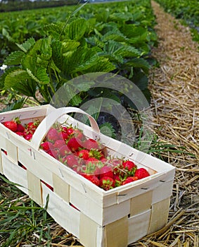 New harvest of sweet fresh outdoor red strawberry, growing outside in soil, ripe tasty strawberries in basket