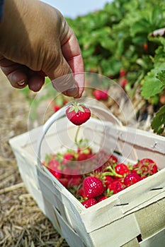 New harvest of sweet fresh outdoor red strawberry, growing outside in soil, ripe tasty strawberries in basket