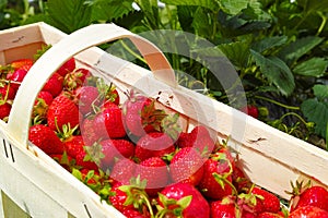 New harvest of sweet fresh outdoor red strawberry, growing outside in soil, ripe tasty strawberries in basket