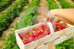 New harvest of sweet fresh outdoor red strawberry, growing outside in soil, ripe tasty strawberries in basket