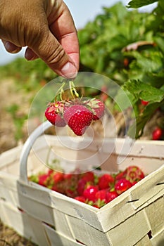 New harvest of sweet fresh outdoor red strawberry, growing outside in soil, ripe tasty strawberries in basket