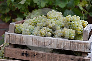 New harvest of white sweet chardonnay grapes on grand cru vineyards near Epernay, region Champagne, France photo