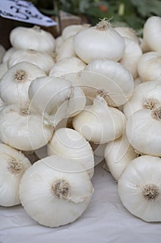 New harvest of white sweet italian cipolla onions vegetables on food market