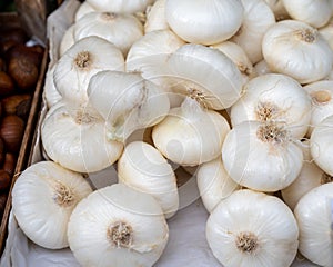 New harvest of white sweet italian cipolla onions vegetables on food market