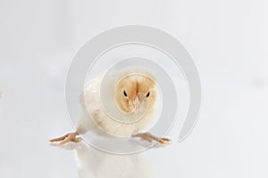 New hatch chicken standing on glass.GN