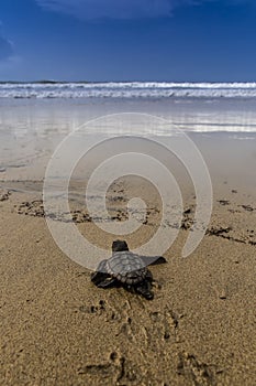 New hatched loggerhead sea turtle Caretta caretta heads out to sea