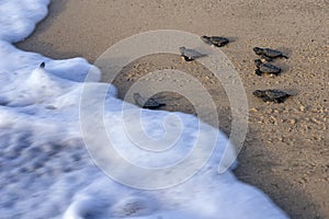 New hatched loggerhead sea turtle Caretta caretta heads out to sea photo
