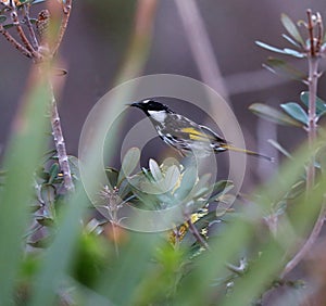 New Holland Honeyeater