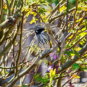 New Holland honeyeater bird on the branch