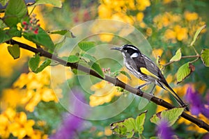 New Holland Honeyeater Bird With Colourful Flowers