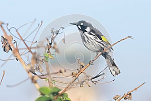 New Holland Honeyeater bird on perch