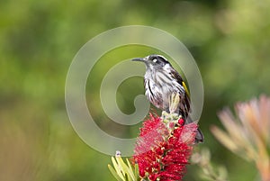 New Holland Honeyeater on Bottlebrush flower