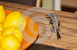 New Holland Honeyeater on the Lemons