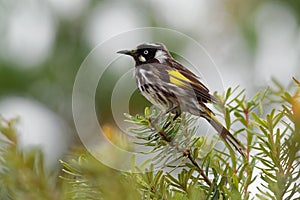 New Holland Honeyeater - Phylidonyris novaehollandiae - australian bird with yellow color in the wings. Australia, Tasmania photo