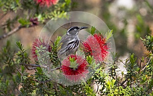 New Holland Honeyeater Phylidonyris novaehollandiae feeding