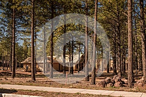 New home construction with pine trees in foreground