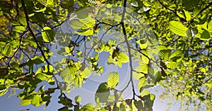 new hornbeam foliage in spring on a sunny day