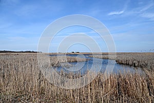 New Jersey Coastal Salt Marsh