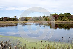 New Jersey Marsh